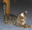 Bengal Cat for sale Michigan